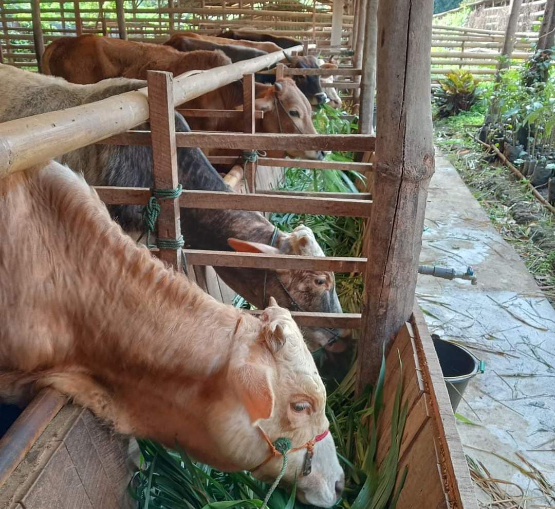 Disnakan Kerinci Periksa Kesehatan Hewan Kurban